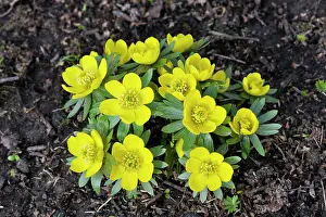 Hyemalis: Winter Aconite