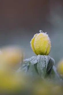 Hyemalis: Winter Aconite