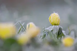 Hyemalis: Winter Aconite