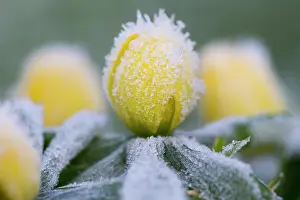 Hyemalis: Winter Aconite