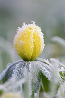 Hyemalis: Winter Aconite