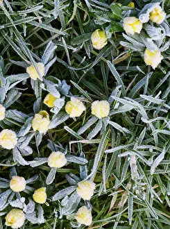 Hyemalis: Winter Aconite