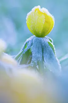 Temp: Winter Aconite