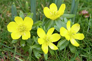 Clump: Winter Aconite - clump of flowers