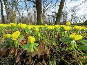 150321: Winter Aconite, en masse flowering in park, Hessen