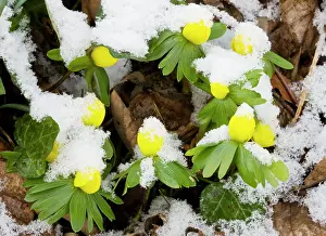 Eranthis: Winter Aconite Eranthis hyemalis in flower in the