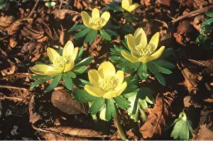 Aconites: WINTER ACONITE - flowering