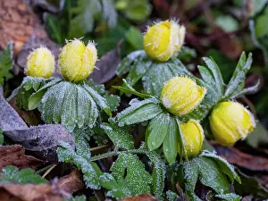 150321: Winter Aconite - flowering, covered in frost, Hessen