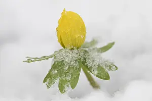 Hyemalis: Winter Aconite - flowering plant in snow - Germany