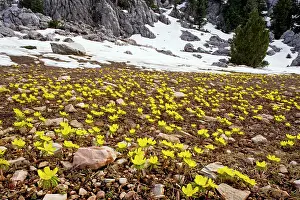 Eranthis: Winter Aconite - in the large-flowered form known