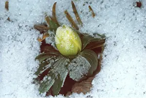 Aconites: WINTER ACONITE - in snow
