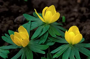 Eranthis: Winter Aconite - winter / spring flowering perennial