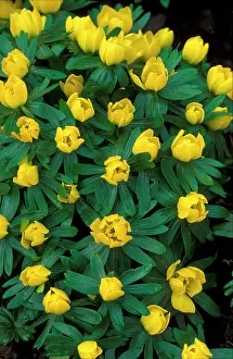 Clusters: Winter Aconite - winter / spring flowering perennial