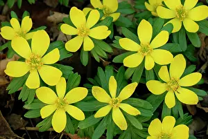 Hyemalis: Winter Aconite Winterling