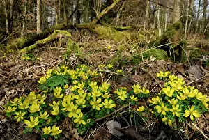 Hyemalis: Winter Aconite Winterling