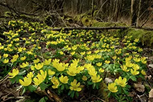 Winter Aconite Winterling
