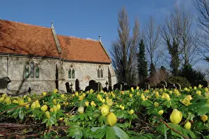 Hyemalis: Winter Aconites