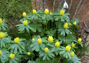 Eranthis: Winter aconites in light woodland, with snowdrops