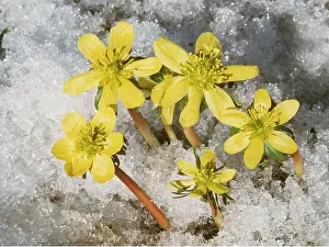 Aconites: WINTER ACONITES - in snow