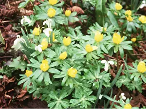Aconites: WINTER ACONITES & Snowdrops - Early Spring flowering