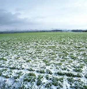 Covering: Winter barley crop