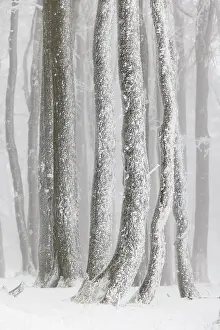 Hoarfrost: Winter beech forest with hoarfrost on the trees a