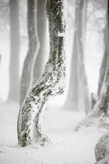 Hoarfrost: Winter beech forest with hoarfrost on the trees a