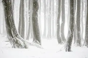 Hoarfrost: Winter beech forest with hoarfrost on the trees a