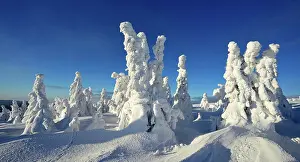 Pines: Winter on the Brocken, snow-covered pines, snow