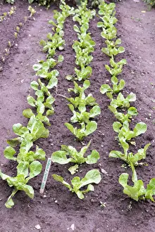 Label: Winter chicory scarole salad in a vegetable garden