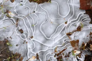 Flood: Winter flood 2024 on the rivers Elbe and Mulde with