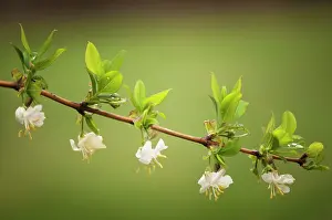 Honeysuckle: Winter-flowering honeysuckle