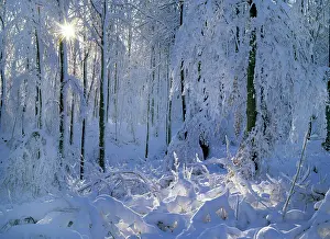 Deeply: Winter forest - deeply snow covered trees and branches