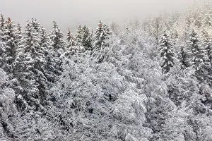 Thick: winter forest - edge of forest with thick by snow covered de