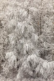 Thick: winter forest - edge of forest with thick by snow covered de