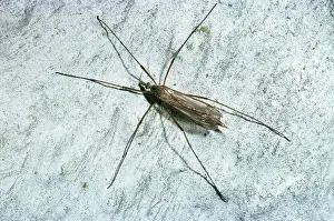 D. W. Greenslade: WINTER GNAT