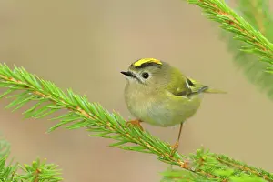 Kinglet: Winter Goldcrest (Regulus regulus), Goldcrest, sitting