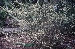 Hazel: Winter HAZEL