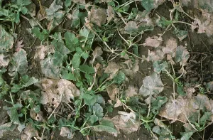 Severe: Winter kill of young oilseed rape