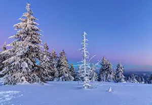 Lane: Winter landscape in the Black Forest, sunset, Black