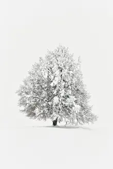 Lime: Winter landscape, Deep snow-covered lime tree (Tilia)