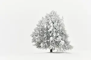 Lime: Winter landscape, Deep snow-covered lime tree (Tilia)