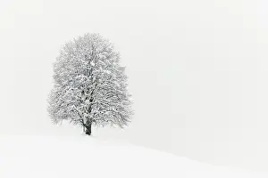 Lime: Winter landscape, Deep snow-covered lime tree (Tilia)