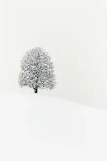 Lime: Winter landscape, Deep snow-covered lime tree (Tilia)