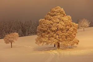 Leading: winter landscape - footpath leading though snowy plain with