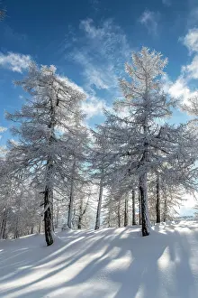 Innsbruck: Winter landscape, forest, back light, owl meadows
