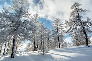 Innsbruck: Winter landscape, forest, back light, owl meadows