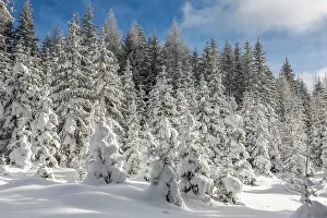 Innsbruck: Winter landscape, forest, owl meadows, Gleinser
