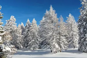 Innsbruck: Winter landscape, forest, owl meadows, Gleinser