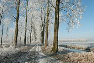 Regulieren: Winter landscape with lane bordered by trees